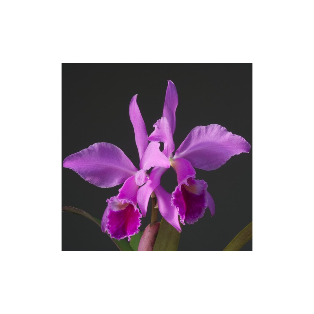 Cattleya labiata
