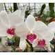 Phalaenopsis Passion