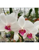 Phalaenopsis Passion