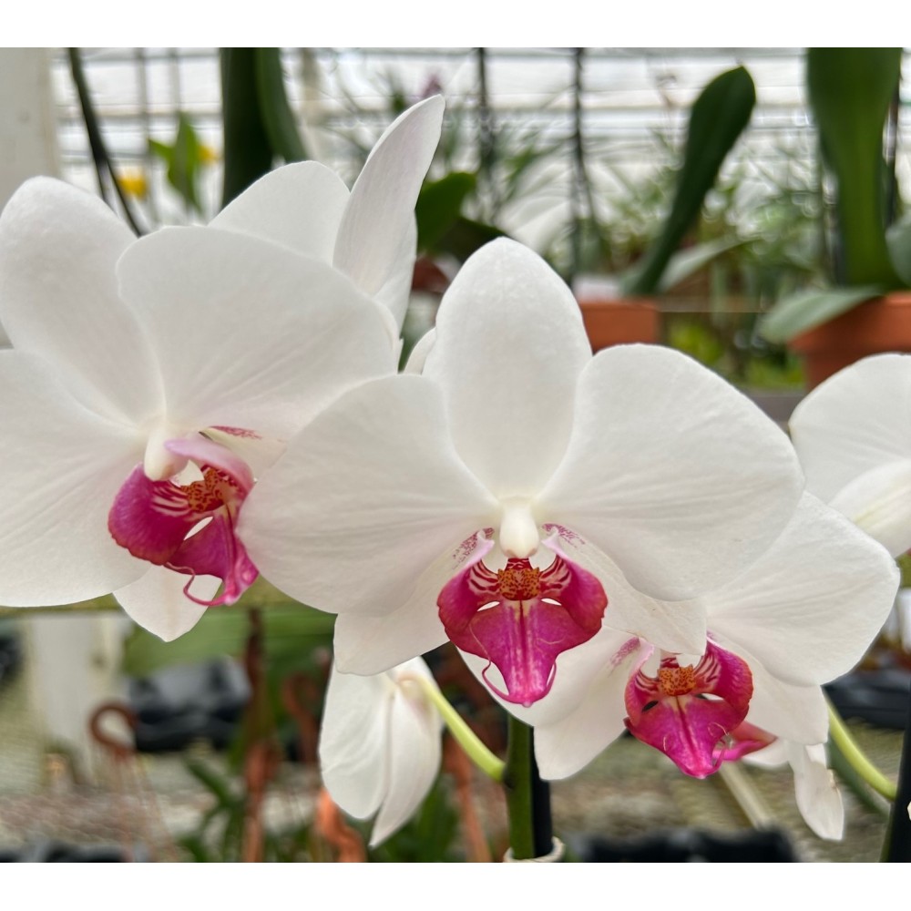 Phalaenopsis Passion