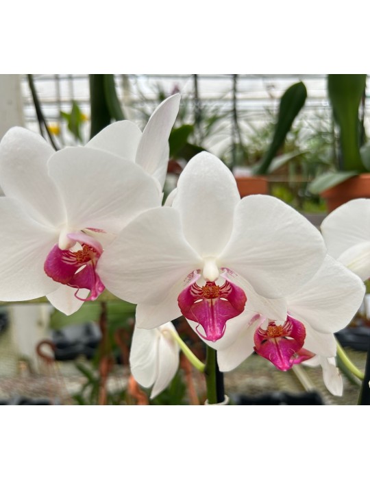Phalaenopsis Passion Phalaenopsis Passion