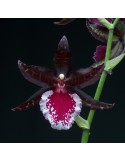 Colmanara Masai Red