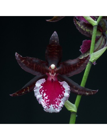 Colmanara Masai Red