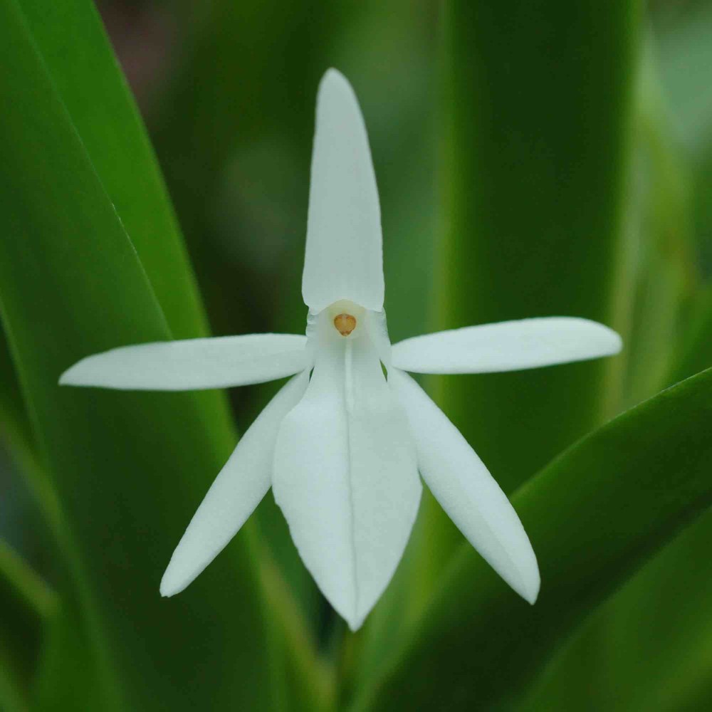 Jumellea arachnantha