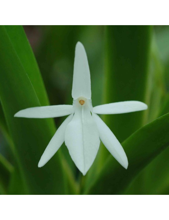 Jumellea arachnantha