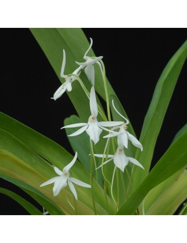 Jumellea arachnantha en sphaigne