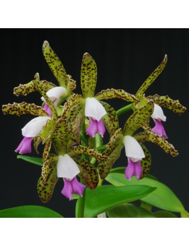 Cattleya leopoldii var. escura