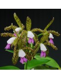 Cattleya leopoldii var. escura