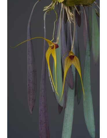Masdevallia caesia 2