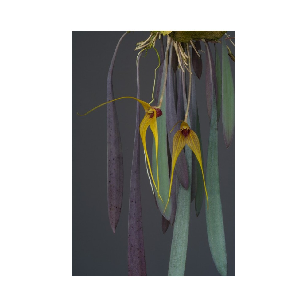 Masdevallia caesia