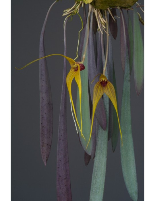 Masdevallia caesia