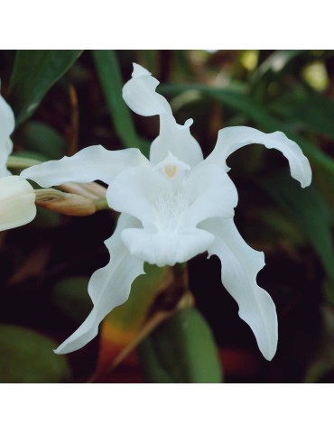 Coelogyne cristata var. hololeuca en sphaigne