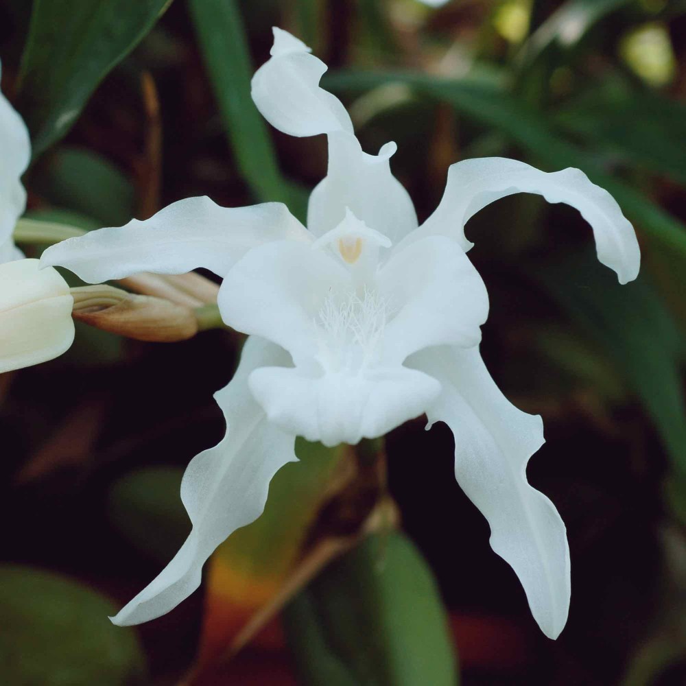 Coelogyne cristata var. hololeuca Coelogyne cristata var. hololeuca