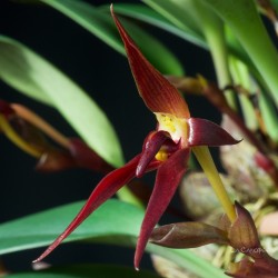 Bulbophyllum trigonosepalum