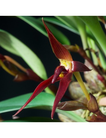 Bulbophyllum trigonosepalum en sphaigne