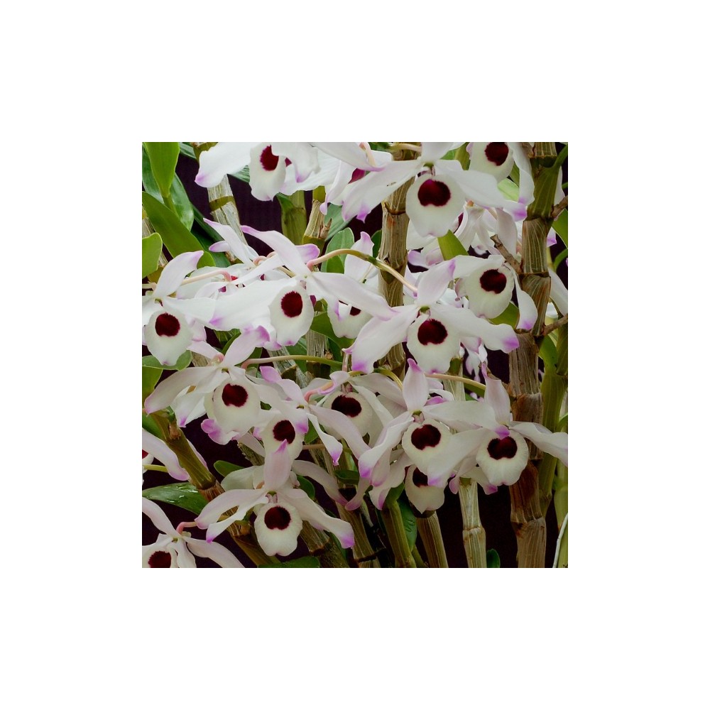 Dendrobium nobile