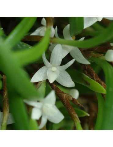 Ceratostylis philippinensis