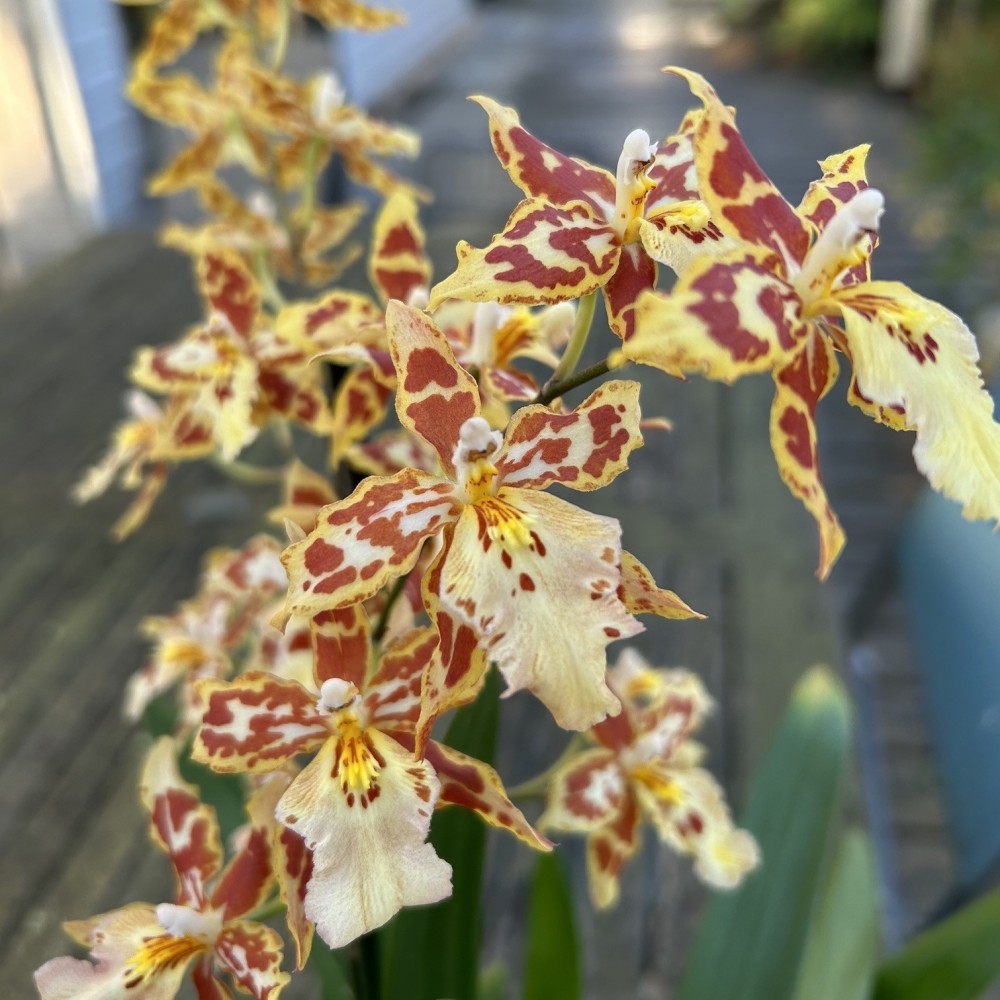 Oncidium Tiger Crow