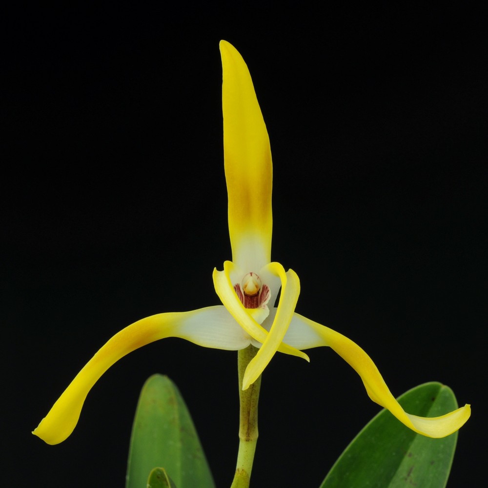 Maxillaria triloris