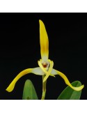 Maxillaria triloris