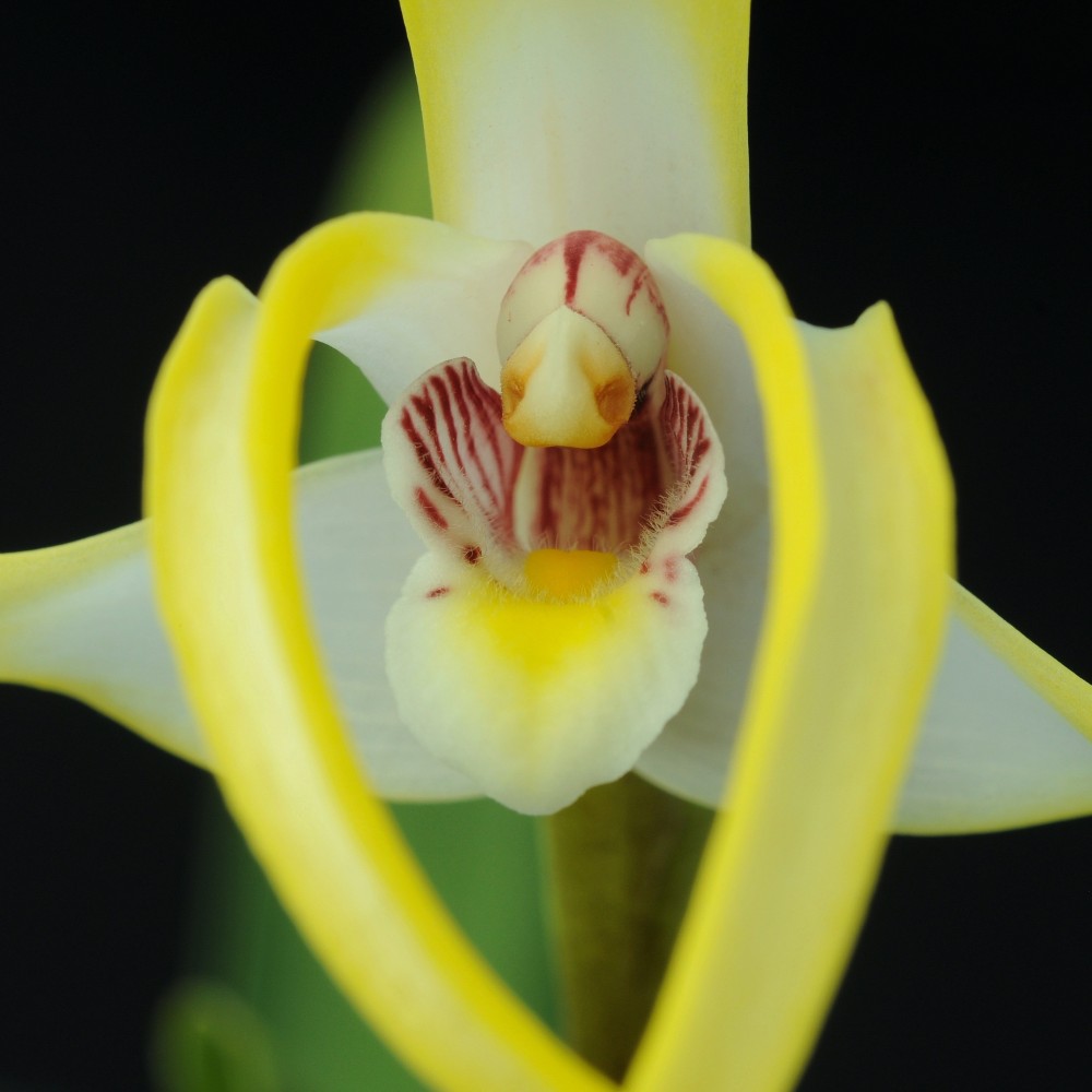 Maxillaria triloris