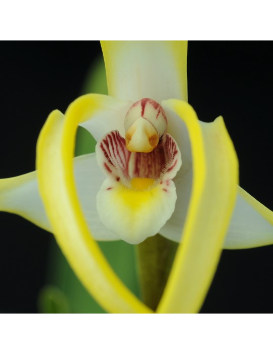 Maxillaria triloris
