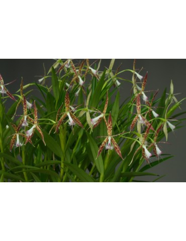 Epidendrum criniferum 2