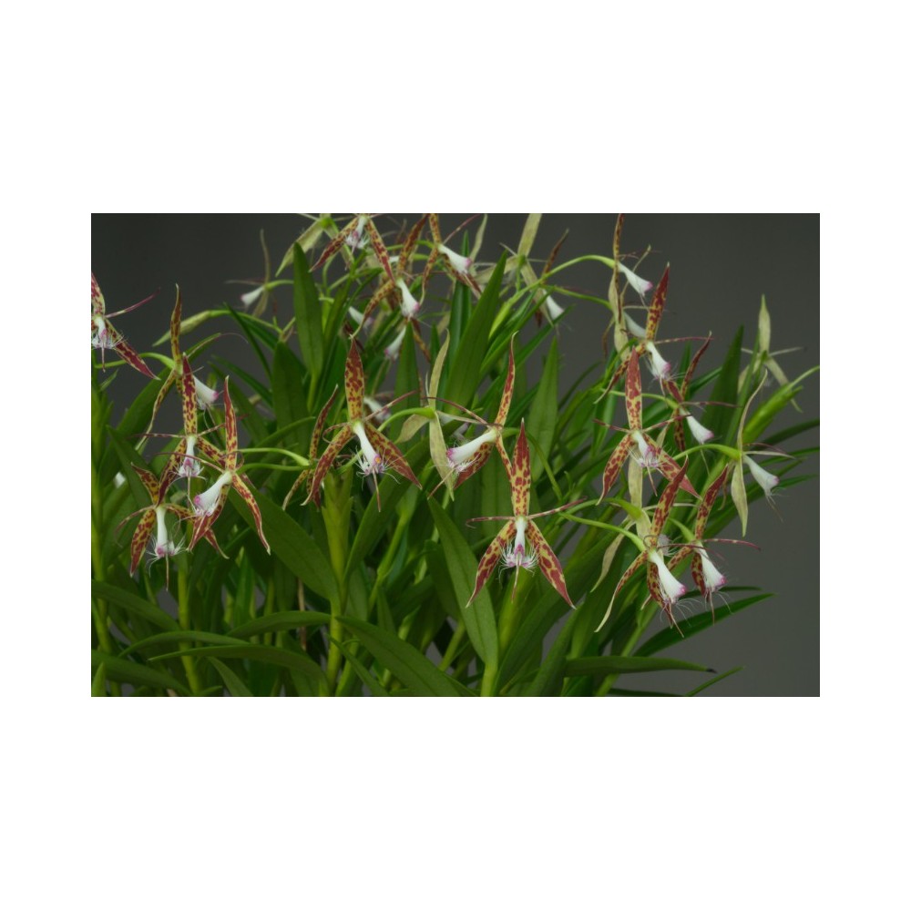 Epidendrum criniferum