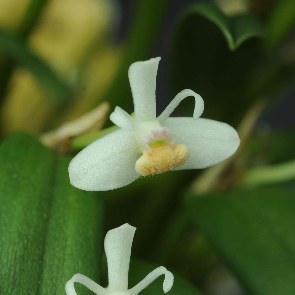 Cadetia taylori