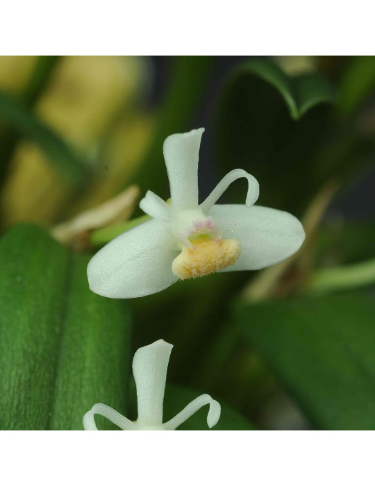 Cadetia taylori