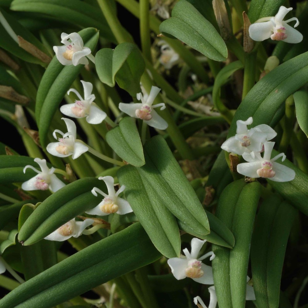 Cadetia taylori