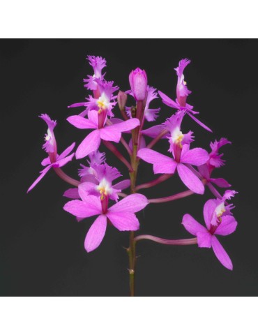 Epidendrum ibaguense en sphaigne