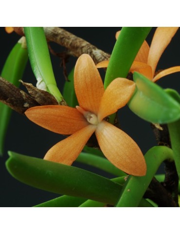 Ceratostylis retisquama