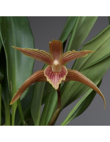 Maxillaria Sangay en sphaigne