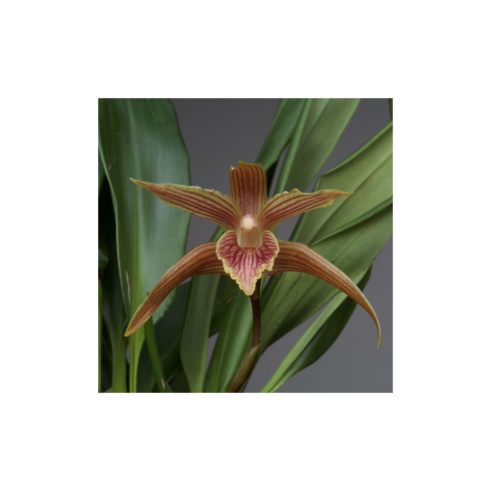 Maxillaria Sangay