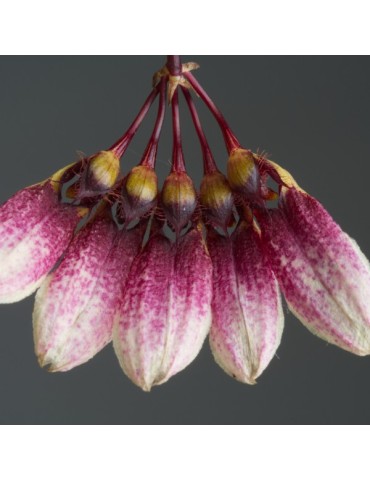 Bulbophyllum flabellum-veneris sur plaque