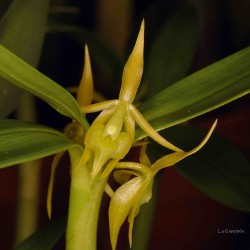 Epidendrum sp. sur plaque