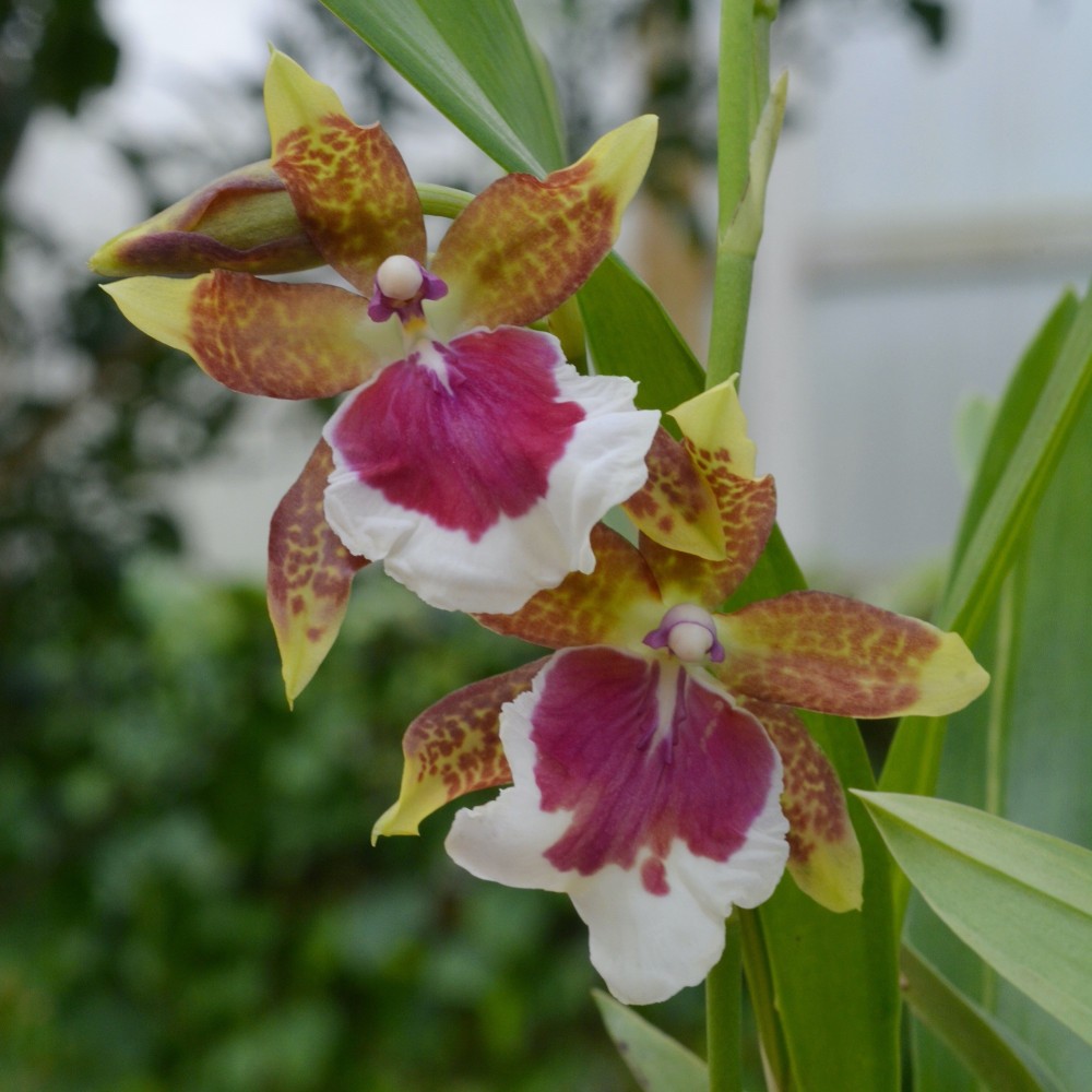 Miltonidium Peter Komp