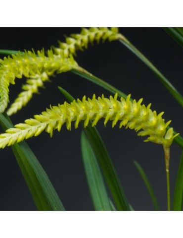 Dendrochilum javieriense sur plaque