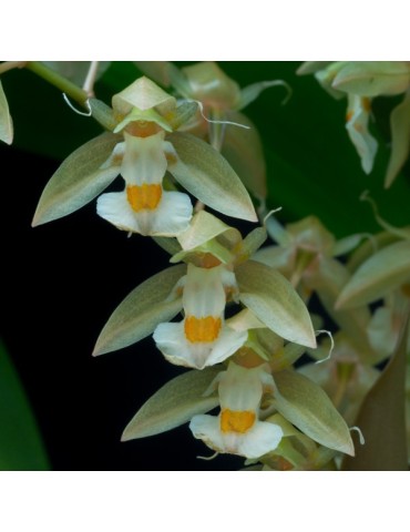 Chelonistele sulphurea