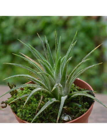 Tillandsia ionantha 'Mexico'