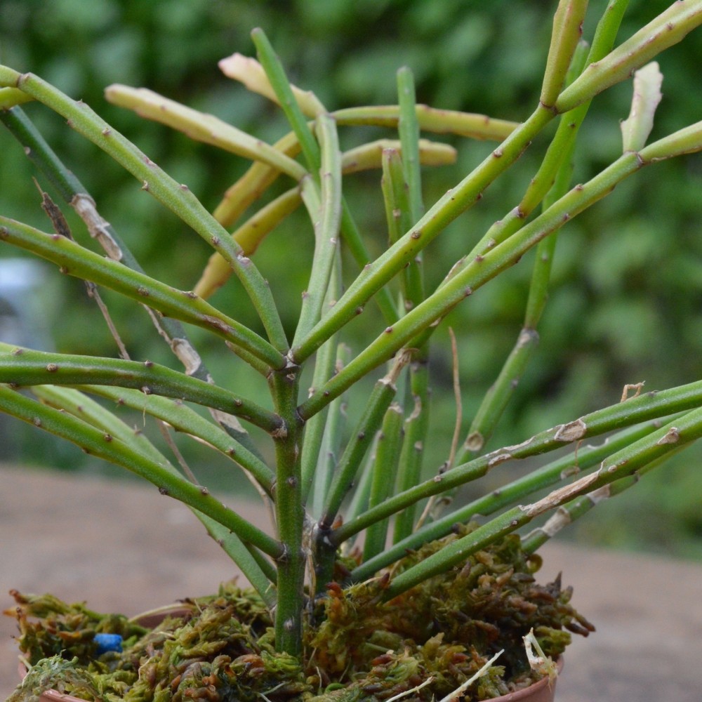 Rhipsalis ewaldiana Rhipsalis ewaldiana