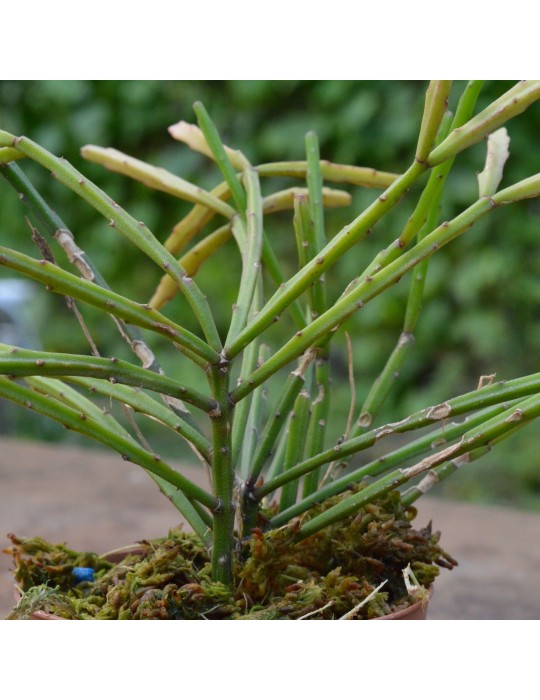 Rhipsalis ewaldiana Rhipsalis ewaldiana