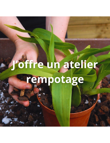 J'offre un atelier rempotage, la date reste à définir