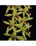 Coelogyne Burfordiense