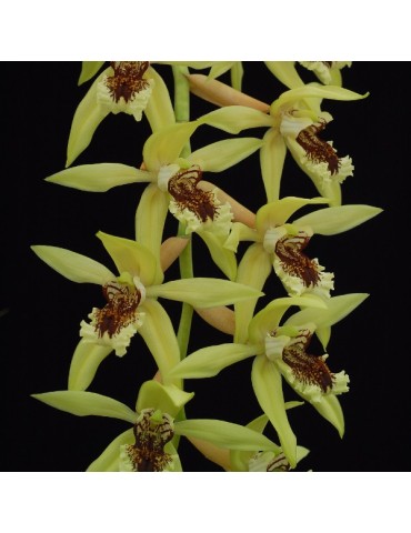 Coelogyne Burfordiense