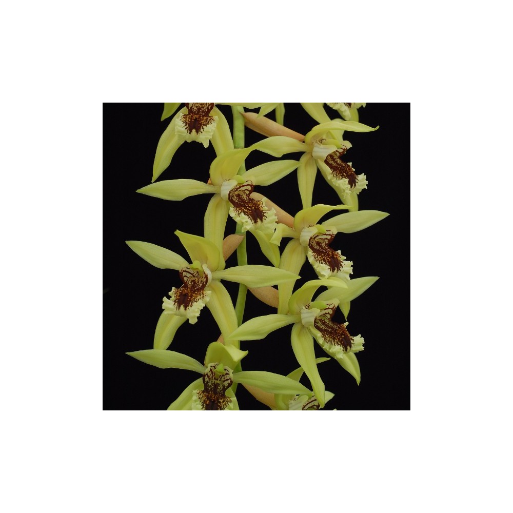 Coelogyne Burfordiense