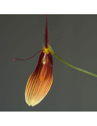 Restrepia trichoglossa 'Strié mini' en sphaigne
