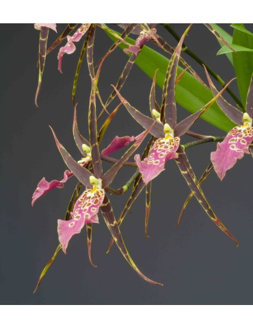 Miltassia Shelob 'Tolkien'