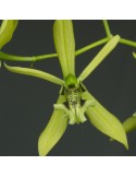 Coelogyne brachyptera